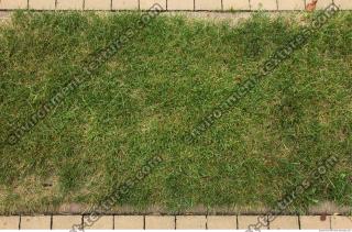 photo texture of grass 0012
